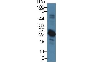 Western Blot; Sample: Rat Spleen lysate; Primary Ab: 5µg/ml Rabbit Anti-Rat VPREB1 Antibody Second Ab: 0.