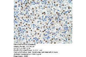 Rabbit Anti-EXOSC4 Antibody  Paraffin Embedded Tissue: Human Liver Cellular Data: Hepatocytes Antibody Concentration: 4. (EXOSC4 antibody  (N-Term))