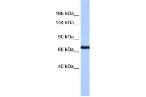 WB Suggested Anti-PCDH15 Antibody Titration:  0. (PCDH15 antibody  (N-Term))