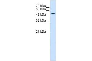Cytokeratin 8 antibody used at 0. (KRT8 antibody  (N-Term))