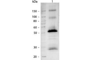 Western Blot of Alkaline Phosphatase conjugated Goat anti-Human IgG antibody. (Goat anti-Goat IgG (Heavy & Light Chain) Antibody (Alkaline Phosphatase (AP)) - Preadsorbed)