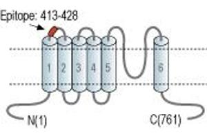 Representative domain view of the target of ABIN7885603.