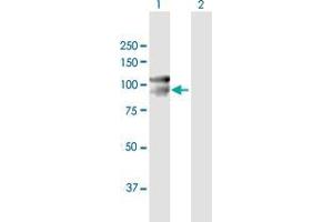 Western Blot analysis of CDH12 expression in transfected 293T cell line by CDH12 MaxPab polyclonal antibody. (Cadherin 12 antibody  (AA 1-794))