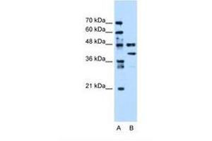 Image no. 1 for anti-Eukaryotic Translation Elongation Factor 1 gamma (EEF1G) (AA 201-250) antibody (ABIN6738424) (EEF1G antibody  (AA 201-250))