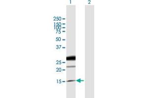 Western Blot analysis of EREG expression in transfected 293T cell line by EREG MaxPab polyclonal antibody.