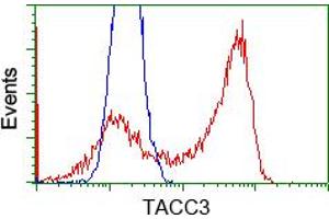 Image no. 5 for anti-Transforming, Acidic Coiled-Coil Containing Protein 3 (TACC3) antibody (ABIN1498099) (TACC3 antibody)