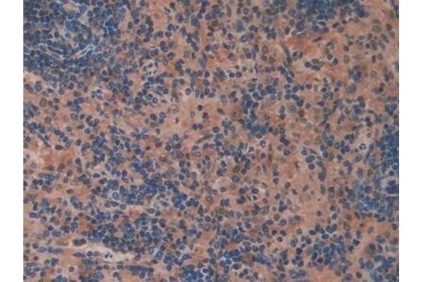 OIT3 antibody  (AA 251-524)