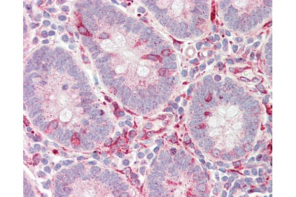 FERMT1 antibody  (AA 268-297)