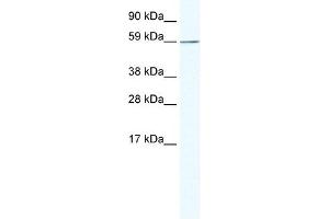 KHDRBS1 antibody (20R-1132) used at 0. (KHDRBS1 antibody  (N-Term))