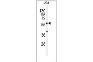 Image no. 1 for anti-serine Palmitoyltransferase, Long Chain Base Subunit 1 (SPTLC1) (N-Term) antibody (ABIN357775) (SPTLC1 antibody  (N-Term))
