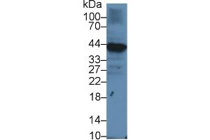 Western Blot; Sample: Human Raji cell lysate; Primary Ab: 1µg/ml Rabbit Anti-Human Iga Antibody Second Ab: 0. (CD79a antibody  (AA 36-219))