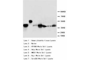 Image no. 2 for anti-Mitogen-Activated Protein Kinase 3 (MAPK3) (AA 365-379) antibody (ABIN1493437) (ERK1 antibody  (AA 365-379))