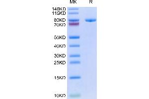 Biotinylated Human Transferrin R on Tris-Bis PAGE under reduced condition. (Transferrin Receptor Protein (AA 89-760) (His-Avi Tag,Biotin))