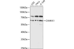 Western blot analysis of extracts of various cell lines, using C antibody (ABIN7266022) at 1:1000 dilution.