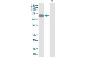 Western Blot analysis of PVRL2 expression in transfected 293T cell line by PVRL2 MaxPab polyclonal antibody. (PVRL2 antibody  (AA 1-479))