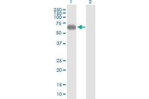 Western Blot analysis of PVRL2 expression in transfected 293T cell line by PVRL2 MaxPab polyclonal antibody.