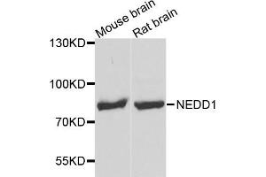 Western blot analysis of extracts of various cell lines, using NEDD1 antibody (ABIN5972959) at 1/1000 dilution. (NEDD1 antibody)