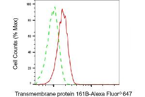 anti-Transmembrane Protein 161B (TMEM161B) antibody