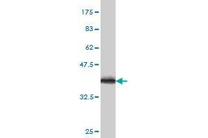 Western Blot detection against Immunogen (36. (CYB5R4 antibody  (AA 388-487))