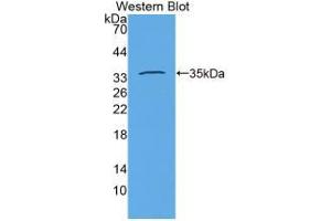 Western blot analysis of recombinant Human CD34. (CD34 antibody  (AA 32-290))