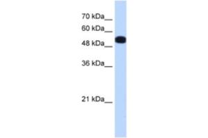 Western Blotting (WB) image for anti-UDP-Glucose Pyrophosphorylase 2 (UGP2) antibody (ABIN2463169) (UGP2 antibody)