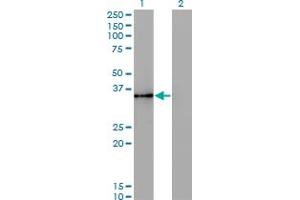 Western Blot analysis of HHEX expression in transfected 293T cell line by HHEX monoclonal antibody (M11), clone 2A10.