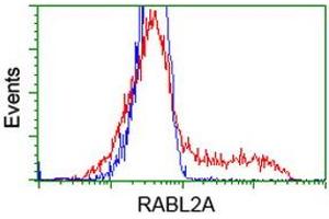 HEK293T cells transfected with either RC211854 overexpress plasmid (Red) or empty vector control plasmid (Blue) were immunostained by anti-RABL2A antibody (ABIN2453934), and then analyzed by flow cytometry.