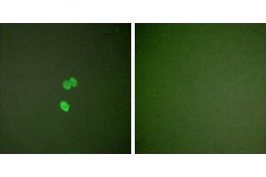 Peptide - +Immunofluorescence analysis of NIH/3T3 cells, using Galectin 3 antibody (#C0203). (Galectin 3 antibody)