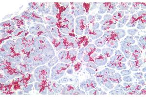 Immunohistochemistry staining of human pancreas (paraffin-embedded sections) with anti-sialyl Lewis a (121SLE), 10 μg/mL.