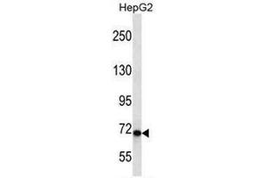 CHD1L Antibody (Center) western blot analysis in HepG2 cell line lysates (35µg/lane). (CHD1L antibody  (Middle Region))