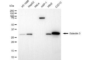 Western blotting analysis using galectin 3 antibody (ABIN7798686). (Galectin 3 antibody)