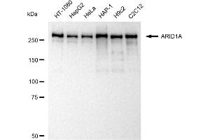Western blotting analysis using ARID1A antibody (ABIN7797666).