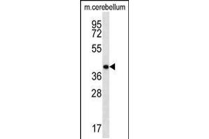 Western blot analysis in mouse cerebellum tissue lysates (35ug/lane). (Homeobox D13 antibody  (AA 197-226))