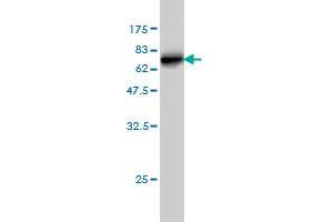 Western Blot detection against Immunogen (61. (SDSL antibody  (AA 1-329))