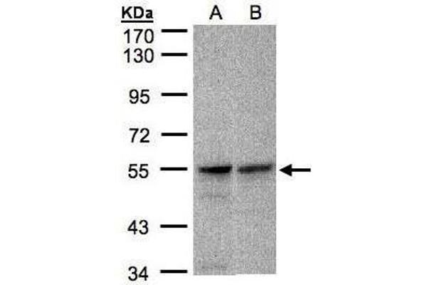 FOXRED1 antibody