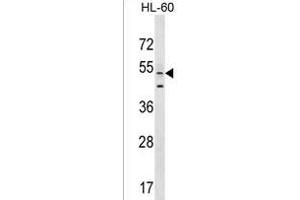 AGFG2 Antibody (Center) (ABIN1537714 and ABIN2849402) western blot analysis in HL-60 cell line lysates (35 μg/lane). (AGFG2 antibody  (AA 101-130))