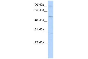 WB Suggested Anti-MEF2A Antibody Titration:  0. (MEF2A antibody  (N-Term))