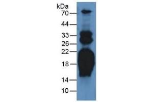 Western Blotting (WB) image for Pro-Atrial Natriuretic Peptide (PRO-ANP) ELISA Kit (ABIN6730984)