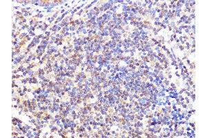 anti-Cullin 2 (CUL2) antibody