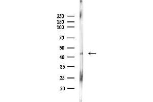 Western blot analysis of lysates from Rat lung, using PSMC6 Antibody at 1/1000 dilution.