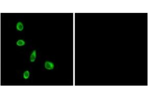 Immunofluorescence (IF) image for anti-Olfactory Receptor, Family 8, Subfamily J, Member 1 (OR8J1) (AA 233-282) antibody (ABIN2891057) (OR8J1 antibody  (AA 233-282))