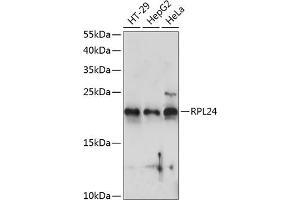 Western blot analysis of extracts of various cell lines, using RPL24 antibody (ABIN7269998) at 1:1000 dilution. (RPL24 antibody  (AA 38-157))