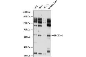 Western blot analysis of extracts of various cell lines, using SLC22 antibody (739) at 1:1000 dilution. (SLC22A1 antibody)