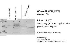 Western Blotting (WB) image for anti-Glucosidase, Beta, Acid (GBA) (C-Term) antibody (ABIN2788767) (GBA antibody  (C-Term))