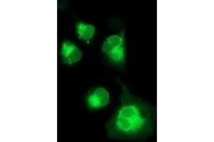 Anti-NPTN mouse monoclonal antibody (ABIN2455573) immunofluorescent staining of COS7 cells transiently transfected by pCMV6-ENTRY NPTN (RC210326). (NPTN antibody)