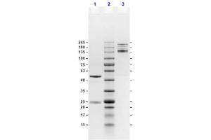 SDS-Page Results of Mouse IgG2a Isotype Control. (Mouse IgG2a Isotype Control)
