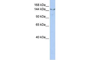 WB Suggested Anti-UGCGL2 Antibody Titration:  0. (UGCGL2 antibody  (N-Term))