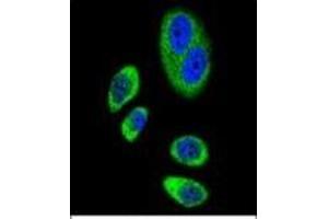 Immunofluorescence (IF) image for anti-Prostaglandin-Endoperoxide Synthase 2 (Prostaglandin G/H Synthase and Cyclooxygenase) (PTGS2) (AA 370-399), (Middle Region) antibody (ABIN951767)