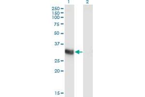 ING2 antibody  (AA 1-280)