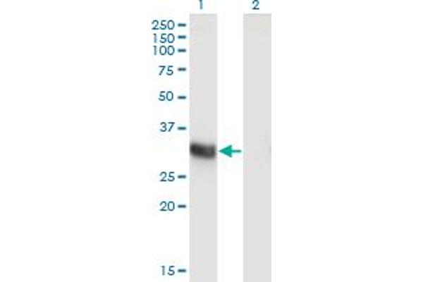 ING2 anticorps  (AA 1-280)